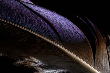 close up of lightweight purple and brown soft textured feather isolated on black