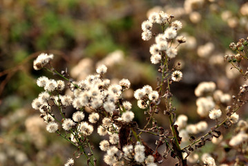 white flowers in the garden