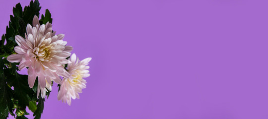 Pink aster flower on purple background. Free space for text.
