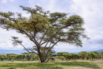 Landscape in Tanzania