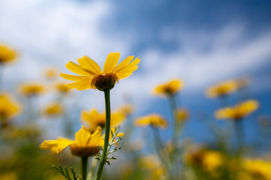 Wild daisy flowers in Cyprus countryside, Spring 2019