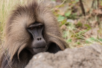 Äthiopien, Blutbrunstpavian im Simien Gebirge