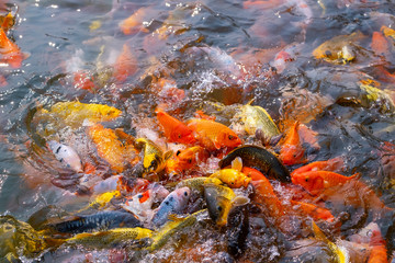 Fototapeta na wymiar Tourism Feed Many Hungry Fancy Carp, Mirror Carp Fish, Koi in the Pond.
