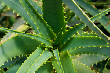 Fresh growing aloe vera plant leaf with details, texture close up. Top view,