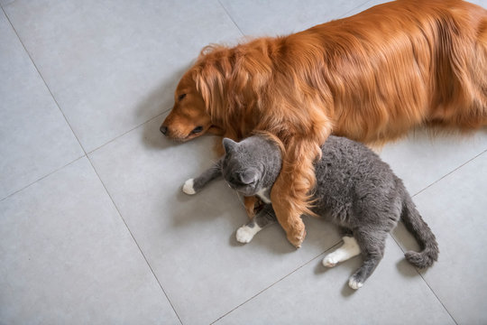 British short-haired cats and golden retriever dogs get along amicably