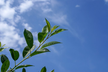A branch of felt cherry with a ladybug on a leaf against the azure sky.
