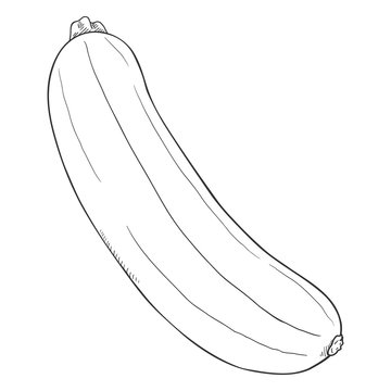 Vector Sketch Zucchini