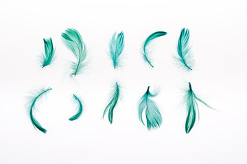 Fototapeta na wymiar rows of green bright lightweight feathers isolated on white