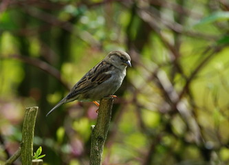 Sperling,Spatz,Garten,Lebensraum