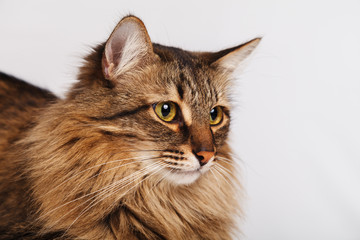 Gray tabby furry cute cat lying on a light wall background, close-up. Striped fluffy cat with a long mustache portrait