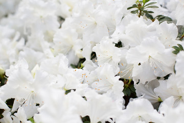 White Azaleas in Close-up