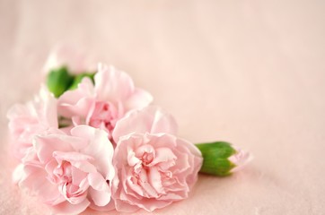 Pink carnation flowers on a pink background