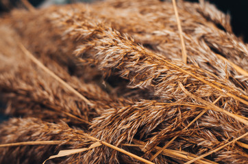 dry grass on a background of blue sky