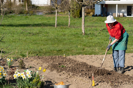 Elder gardener woman with red shirt, white hat and green apron working hard with garden rake in fresh soil and white daffodils in springtime. Putting onions in the ground at sunny day.