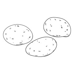 Vector Sketch Potato Illustrations