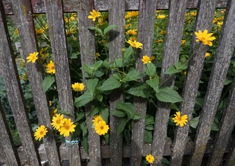 blumenblüte