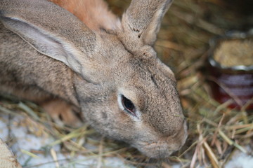 Easter Bunny close-up
