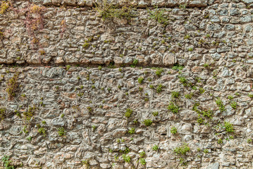 Texture of old stone wall with small plant. Surface from grey and orange rocks. Ancient wall in Macedonia