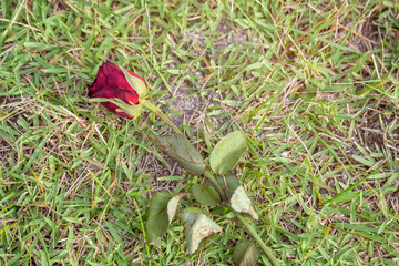 Green grass with red rose