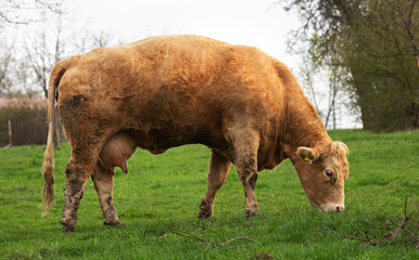 cow on pasture