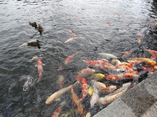 Obraz premium koi fish in pond