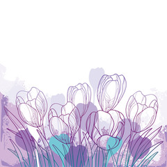 Spring bouquet with outline violet crocus or saffron flower and green leaf on the pastel background. 