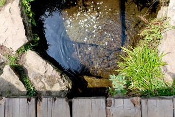 Obraz premium The spring of the longest Czech river Vltava in Sumava National Park in the Czech Republic. Coins at the bottom of the little pond are sparkling in the sunlight.