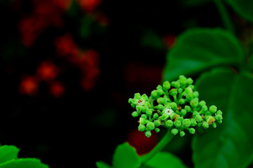 The pollen of all kinds of flowers is usually unique.