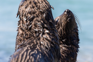Seal pups playing in pool, New Zealand