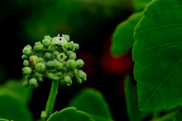 The pollen of all kinds of flowers is usually unique.