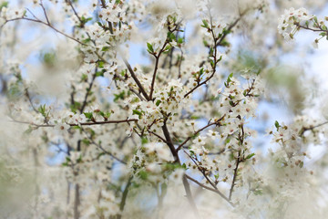 Cherry tree in blossom - nice springtime