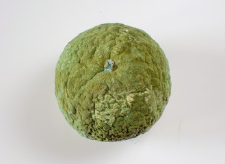 Moldy tangarine. Spoiled mandarin with green mold and fungus. Rotten fruit. Isolated on white background.