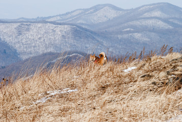 dog on top of mountain