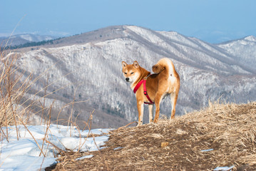 dog in the mountains