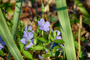 Vinca minor (common names lesser periwinkle or dwarf periwinkle) is a species of flowering plant in...