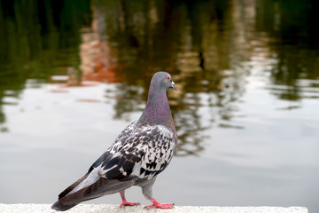 Pigeon looking at the river. Dove with blurred background.