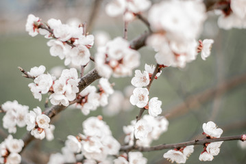 cherry tree blossom