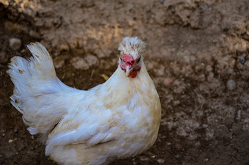 hen on a farm