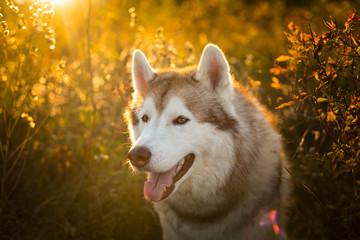 Profile Portrait of beautiful Beige and white Siberian Husky dog sitting in the forest at golden sunset in autumn