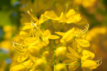 Close up Golden Shower Tree flower bloom sun light blur background, Cassia fistula, Thailand flower national