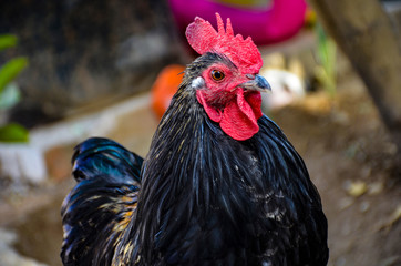 portrait of a rooster