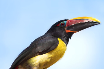 Green Aracari, pteroglossus viridis, little exotic Toucan perched on a tree branch .