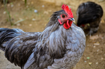 portrait of a rooster