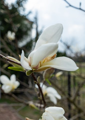 White magnolia flowers