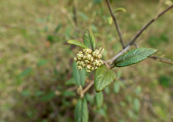 Buds on a branch