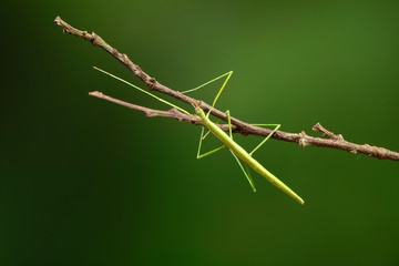 Stick insect or Phasmids (Phasmatodea or Phasmatoptera) also known as walking stick insects, stick-bugs, bug sticks or ghost insect. Green stick insect camouflaged on tree. Selective focus, copy space