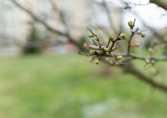 Buds on a branch