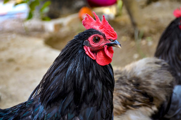 portrait of a rooster
