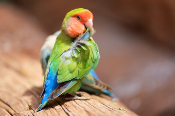 Nyasa lovebird or lilians lovebird, exotic parrot bird, perched on a tree branch .