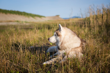 Portrait of lbeautiful and free siberian husky dog with brown eyes lying in the field near the sea at golden sunset